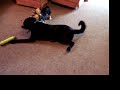 Dogs PLaying 2 Dogs PLaying 2