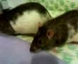 my 2 pet rats