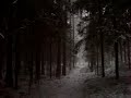 Jurmala forest in March