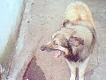 El Trico
