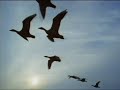 beautiful interpretation of the song lullaby of birdland by frans de wijs. he is joined by thijs van leer (flute), ruud jacobs (bas) and peter ypma (drums).

lullaby of birdland
