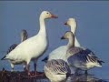 beautiful interpretation of the song lullaby of birdland by frans de wijs. he is joined by thijs van leer (flute), ruud jacobs (bas) and peter ypma (drums).

lullaby of birdland
