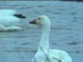 Lullaby Of Birdland - Frans De Wijs Errol Garner