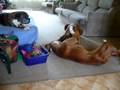 Dogbook Movie: Elmo and Jacson