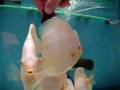 White Albino Discus