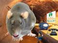 Rat Cruise: Fascistologist