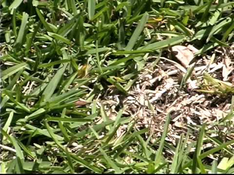 how to patch buffalo grass