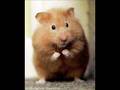 Hampton the Hampster - The Hamster Dance reverse