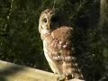 Barred Owl - so close you can almost touch him Barred Owl - so close you can almost touch him