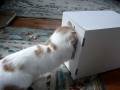 let me in this box.mpg