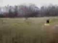 videos de Combined Yeti/Bigfoot footage