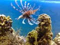 Pterois volitans O PESCE SCORPIONE Pterois volitans O PESCE SCORPIONE