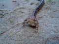Snake eating a toad part 3!