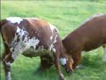 Cow-fight! Cow-fight!