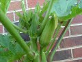 My Okra and Sunflower Garden Slideshow!