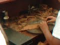 Dominican Republic cigar rolling