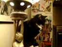 Vacuuming with Max The Cat - - Closed Caption for the Deaf and Hard Hearing Community