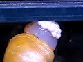 golden apple snail laying eggs