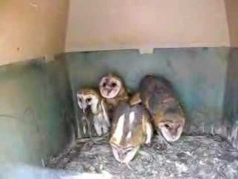 Owl Tries to Swallow Rat.