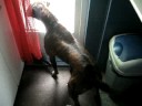 Our boxer looks to a cat