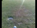 Ignas na golfie Ignas na golfie