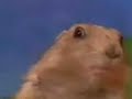 Dramatic Chipmunk (Emrah Look) Dramatic Chipmunk (Emrah Look)