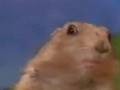Dramatic Chipmunk (Emrah Look)