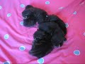 Vampire Litter (Bosques de Noruega Baelo Claudia)