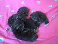 Vampire Litter (Bosques de Noruega Baelo Claudia)