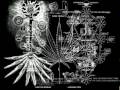 Parable of HIM Haile Selassie Vineyard - Luke 13 6-9_NEW.mp4