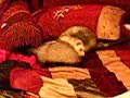 ferrets