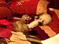 ferrets