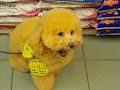 Gold poodle miniture. Rare. nature gold, akon sorry Gold poodle miniture. Rare. nature gold, akon sorry