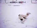 el mateos en la nieve buscando oro!! el mateos en la nieve buscando oro!!