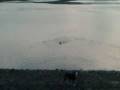 Wolfie The White Boxer Swimming