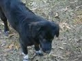 Squeezy playing keep away Dec 20, 2009 001 (115).avi