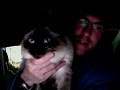 Snoopy The Cat Snoopy The Cat