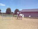 Cours d'obstacle Emilie et Nanini