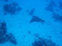 Eagle Ray Manta