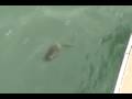 videos de Muskie - Lapper Lures - Gotcha Lure