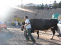 EL FIERO Siguiendo a un toro de pelea.