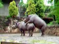 Hot Rhinos