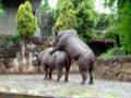 Hot Rhinos