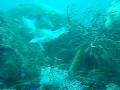 videos de アオリイカの産卵