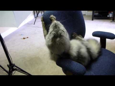 MAINE COON