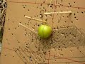 Throwing Chopsticks at Apple (Close View) Throwing Chopsticks at Apple (Close View)