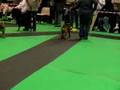 Stonker at the show