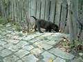 Picture 1773_Archos_.avi