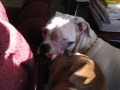 Chloe grows up.wmv