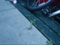 LIZARD SEX